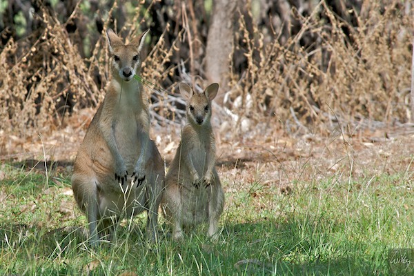 AustraliaAdelaide 10  012